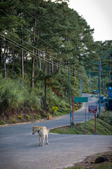 Dog Walking on Quiet Rural Road in Sagada