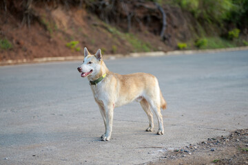Dog Standing on Empty Road in Sagada