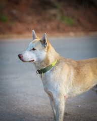 Side Profile of Dog Standing on Road Outdoors In Sagada