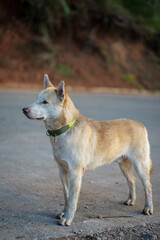 Dog Standing on Empty Road in Sagada