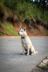 Dog Sitting on Road in Sagada