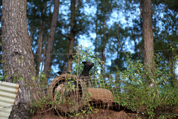 Black Dog Behind Fence in Rural Forest Setting