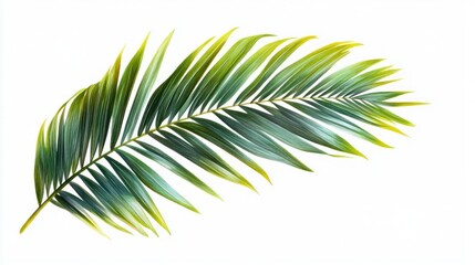 Obraz premium single tropical palm frond with vibrant green and yellow leaflets on white background, serene and fresh mood