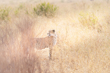 Cheetah (Acinonyx jubatus) female and cub camouflaged in long dry African plains vegetation © Brian Scantlebury