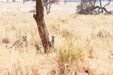 Cheetah (Acinonyx jubatus) female and cubs at base of tree camouflaged in long dry African plains vegetation © Brian Scantlebury