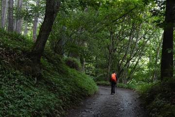 Obraz premium Solo hiker with orange backpack walks on a gravel path through a lush green Japanese forest