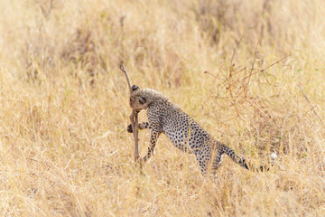Cheetah (Acinonyx jubatus) playing with and biting a stick and camouflaged in long dry African plains vegetation © Brian Scantlebury