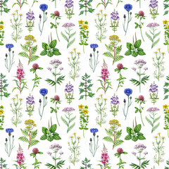 Medicinal wildflowers and herbs seamless pattern element. Hand drawn blooming chamomile, yarrow, tansy, plantain, cornflower, valerian wild healing plants watercolor illustration on white background © anitapol
