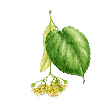 Linden tree blooming flowers with leaf watercolor vintage style illustration. Hand drawn lime tree blossoms close up botanical element on white background. Natural wildflower honey ingredient