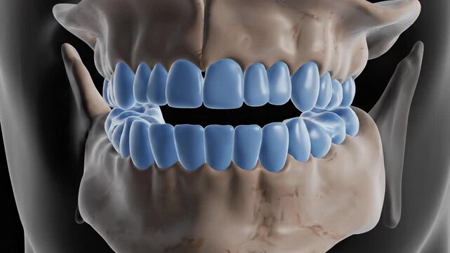 3D animation of the human jawbone with teeth, showing the temporomandibular joint.