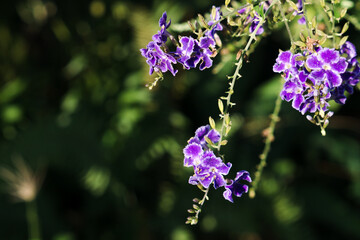 lilac flowers on a green background