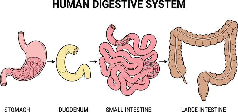 Human digestive system anatomy illustration, stomach duodenum small intestine large intestine, medical education infographic vector isolated diagram design