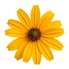 Obraz premium Overhead shot of a vivid yellow flower on a white background