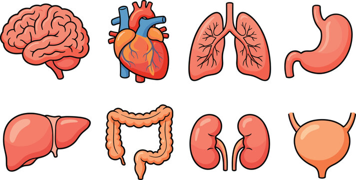 Human internal organs icon set illustration, brain heart lungs stomach liver kidneys intestines bladder, medical anatomy vector collection isolated