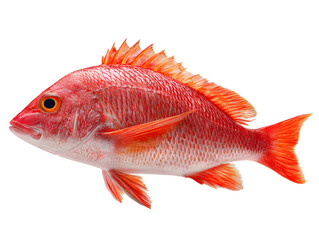 Bright red fish with spiky dorsal fin isolated on white background