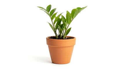 Obraz premium A small potted plant with lush green leaves sits in a terracotta pot against a clean white background, evoking a sense of serenity and natural beauty.