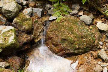 Forest spring water, healing clean water resources, environment, ecology