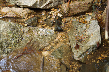 Forest spring water, healing clean water resources, environment, ecology