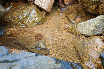 Forest spring water, healing clean water resources, environment, ecology