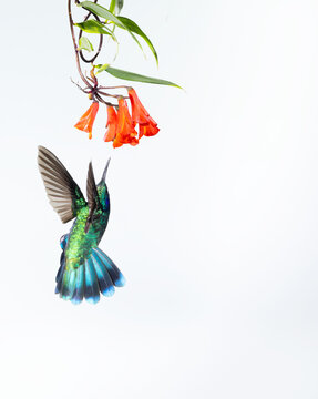 hummingbird and flower
