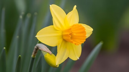 St david's day daffodil flower symbolism and traditions