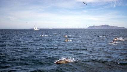 Sailboat and dolphin superpod in front of Channel Islands in the Santa Barbara channel in Southern California United States