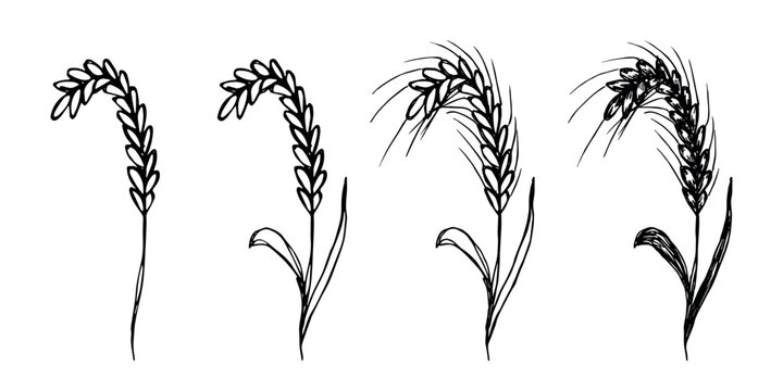 Set of hand drawn cereal wheat oat rye barley rice ears spikelet clipart Organic wheat bread agriculture farming harvest healthy food Single element for design print packaging label decor