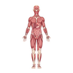 Fototapeta premium Detailed human anatomy representation displaying muscle structure and internal organs meticulously