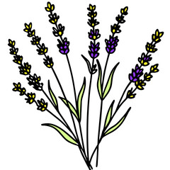Illustration of lavender flowers