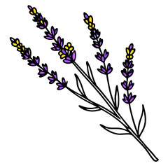 Illustration of lavender flowers