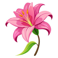 Single pink lily bloom