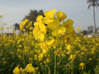 yellow rape field