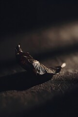 Single dried leaf in low light against dark textured background with subtle shadows