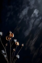 Dried seed pods on delicate stems against dark textured background with dramatic shadows