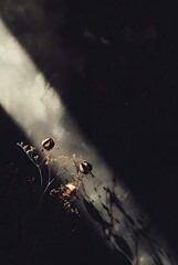 Dried seed pods on stem with dramatic light and shadow on dark background