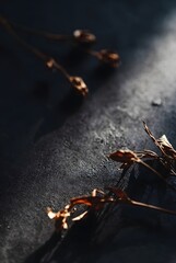 Macro photography of golden dried flower stems on dark textured background with moody light