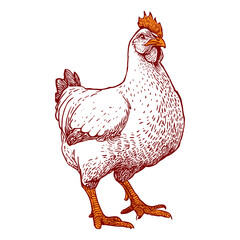 Hand Drawn Chicken Illustration Isolated on White Background. vector image