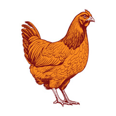 Layer hen vector image in white background. chickens vector illustration isolated on white background. 