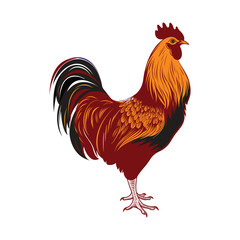 Rooster cock vector image, illustration colorful cock in white background.