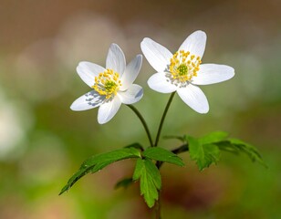Close-up of two small white flowers with yellow centers