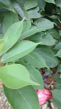 Close-Up of Pink Jatropha Integerrima Flowers
