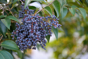 Black berries of the Glossy privet tree, Ligustrum lucidum