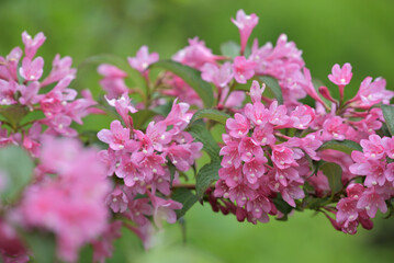 Pink flowers of the Weigela hortensis