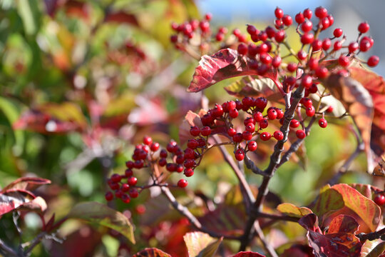 Red berries of the Japanese viburnum
