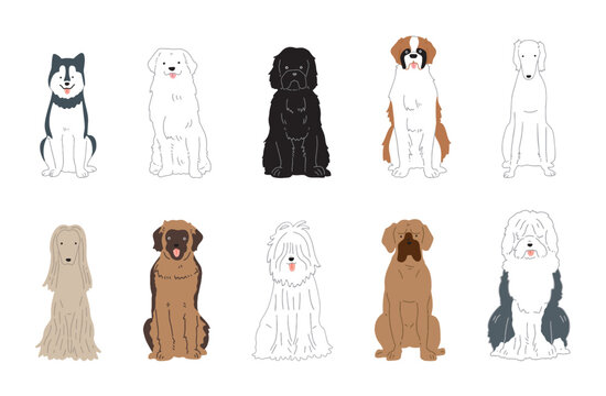 ヤチコダルマ　土佐犬抱っこ 𖤐˒˒ 土佐犬スタジオ🐶🩵💙 来たばっかりの子犬土佐犬を 抱っこさせて