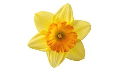 A vibrant yellow daffodil with a ruffled orange trumpet stands out against a clean white background © JPG,Png,desing
