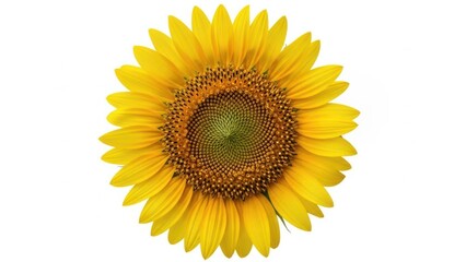 Fototapeta premium Vibrant yellow sunflower bloom with detailed center isolated on white background
