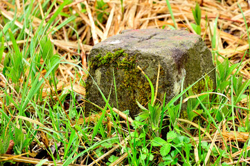 丹沢の甲相国境尾根　鉄砲木ノ頭山頂の三角点
