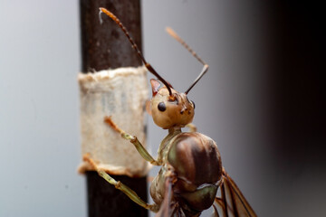 Extreme macro photograph of a winged ant shown in side profile on a wooden surface. The image...