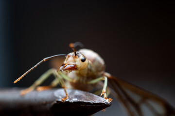 Extreme macro photograph of a winged ant shown in side profile on a wooden surface. The image reveals fine anatomical details such as compound eyes, mandibles, legs, and translucent wings with shallow